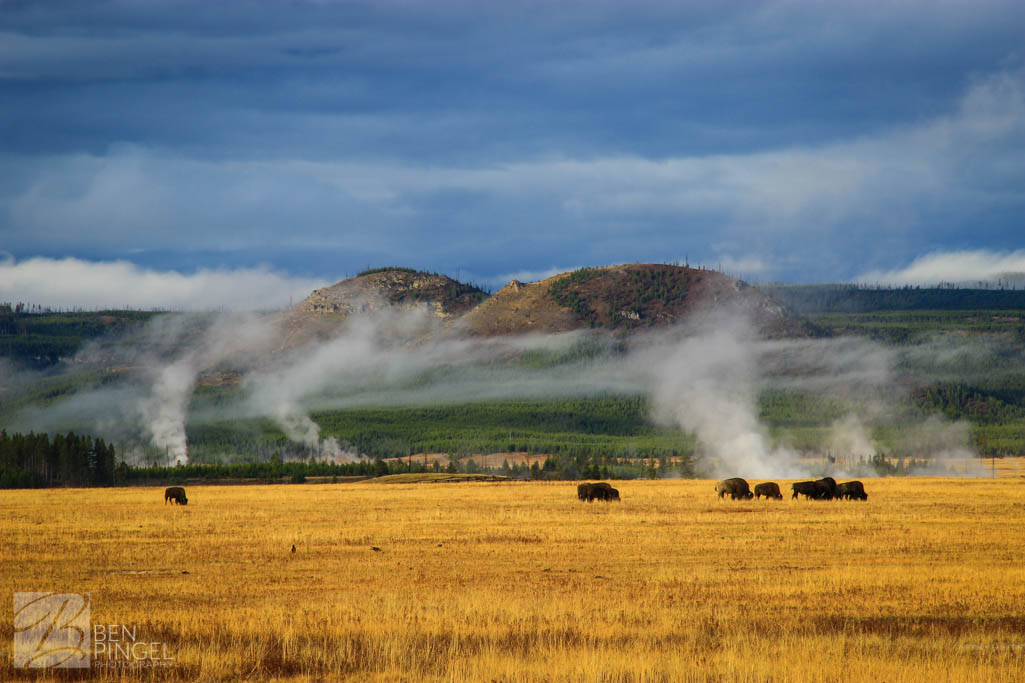 Buffalos roaming the plains