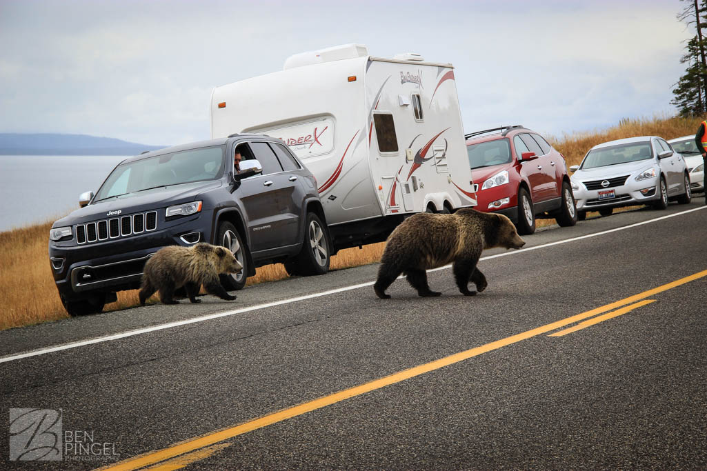 Bears crossing the street